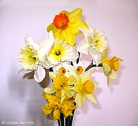 mazzo di fiori giunchiglie