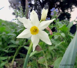 Narciso bianco a fioritura precoce
