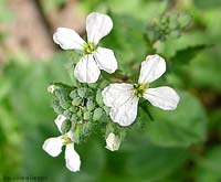 Fiore di ravanello