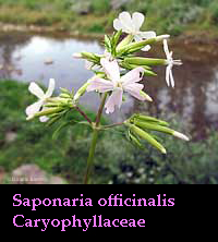 fiori di Saponaria officinalis