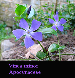 Pervinca, Vinca minor