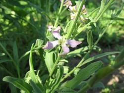 Hesperis laciniata - Violacciocca
