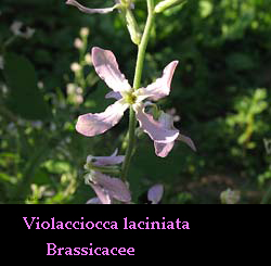 Violacciocca  laciniata
