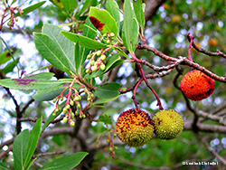 Arbutus unedo