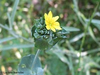 Blackstonia perfoliata