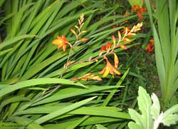 Crocosmia crocosmiiflora