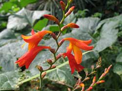 Crocosmia - Montbretia