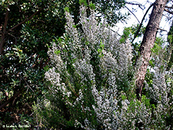 Erica arborea