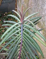 Euphorbia lathyris pianta giovane