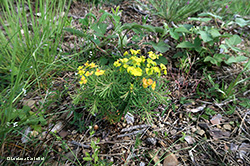 Euophorbia cyparissias