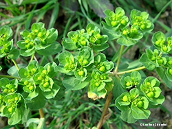 Euphorbia helioscopia