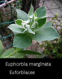 Euphorbia marginata