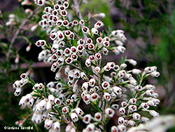 Erica arborea