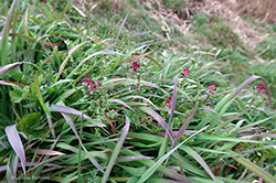 Fumaria officinalis