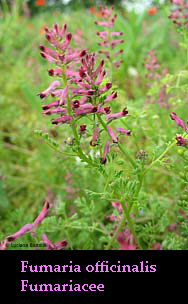 Fumaria officinalis