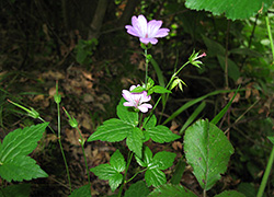 Geranium nodosum