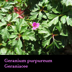 Geranium purpureum