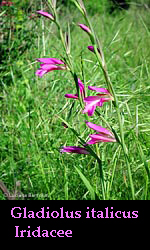 Gladiolus italicus