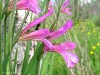 Gladiolus italicus