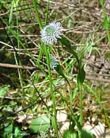 Globularia vulgaris