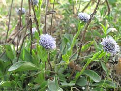 Globularia vulgaris