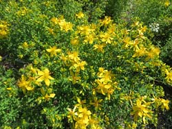 Hypericum perforatum