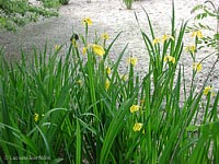 Iris pseudacorus