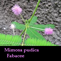 Mimosa pudica o sensitiva