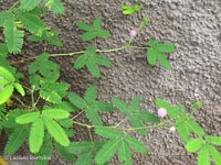 Mimosa pudica o sensitiva