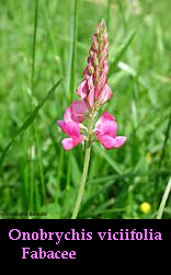 Onobrychis viciifolia