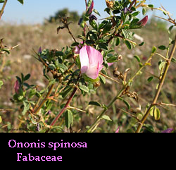 Ononis spinosa