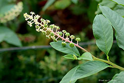 fiori di Fitolacca - Uva turca