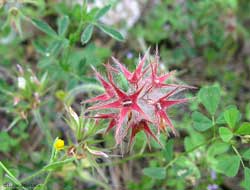 Trifoglino stellatum