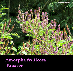 Amorpha fruticosa