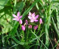 Centaurea minore