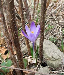 Crocus napolitanus