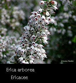 Erica arborea