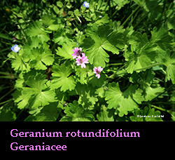 Geranium rotundifolium