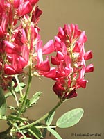 lupinella rossa