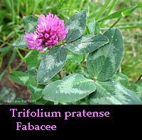 pianta di Trifolium pratense