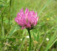 fiore di trifolium pratense
