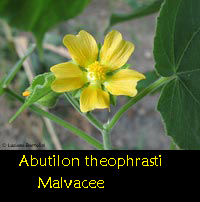 fiore giallo di Abutilon theophrasti