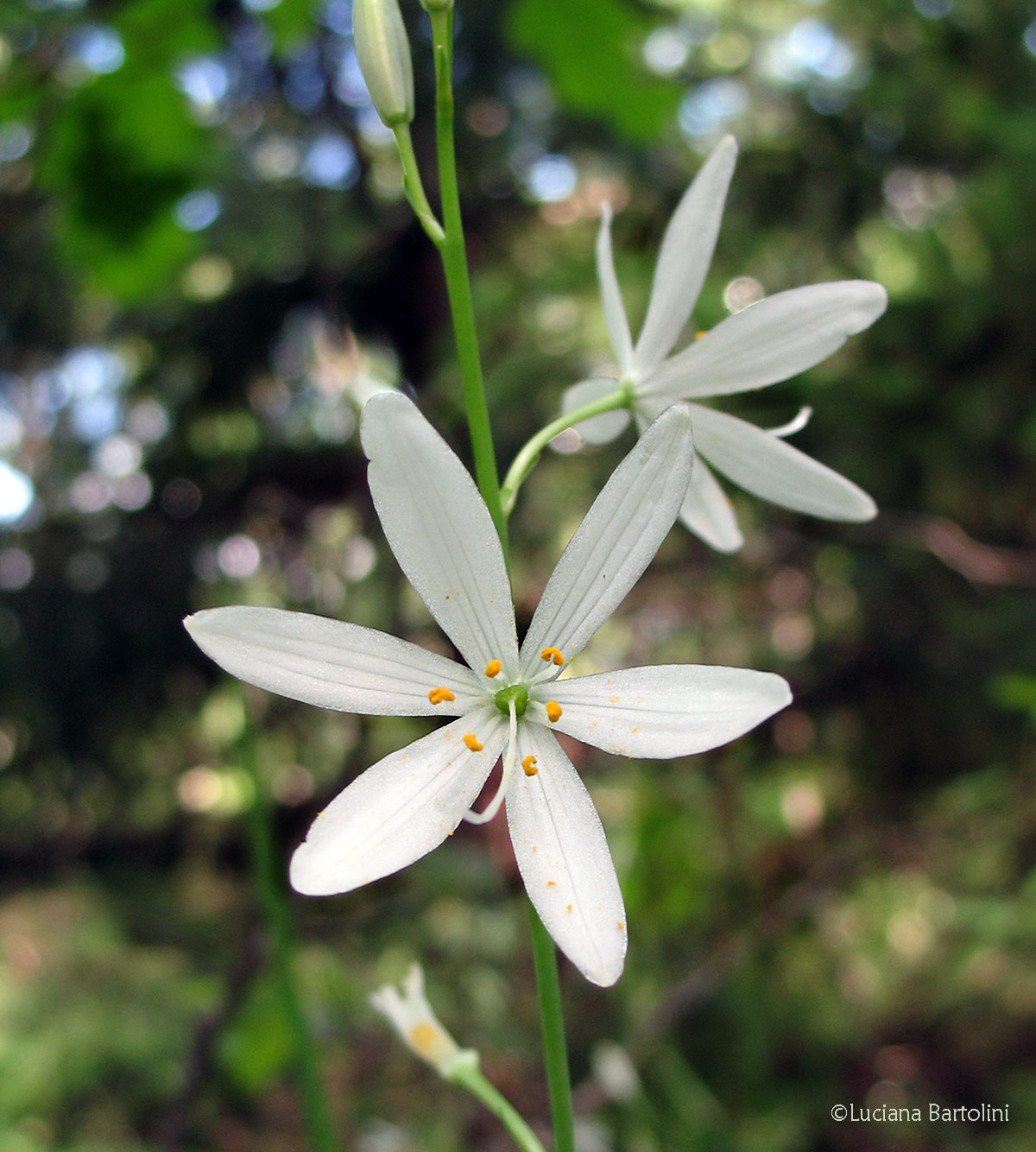 Anthericum sp - Asparagaceae