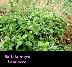 Ballota nigra