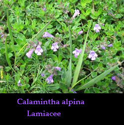 Calamintha alpina