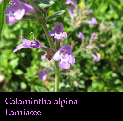 Calamintha alpina
