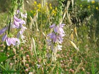 Galega officinalis