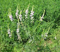 Galega officinalis