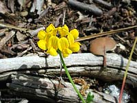 Hippocrepis comosa