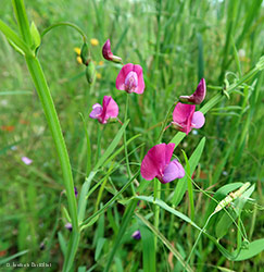 Lathyrus articulatus